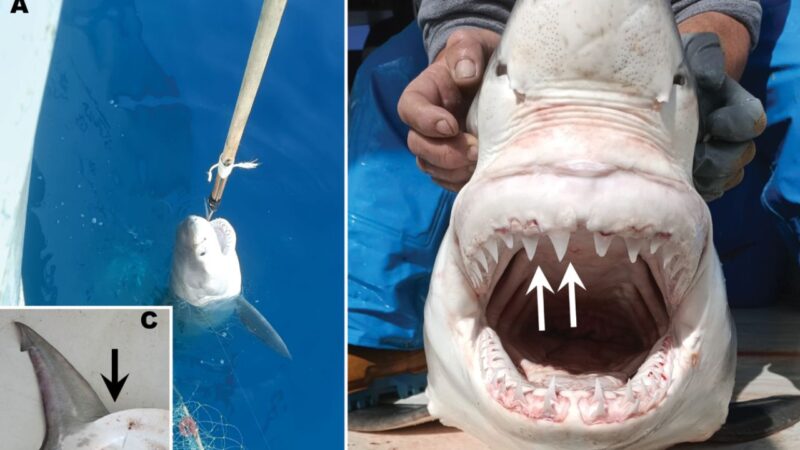 Tubarão-branco raro reaparece no Mediterrâneo