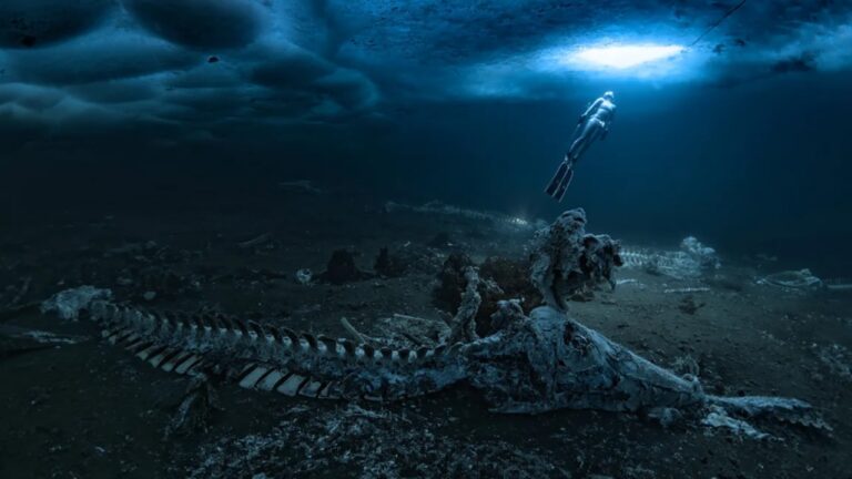 Os cemitérios de baleias que transformam os oceanos profundos no Ártico