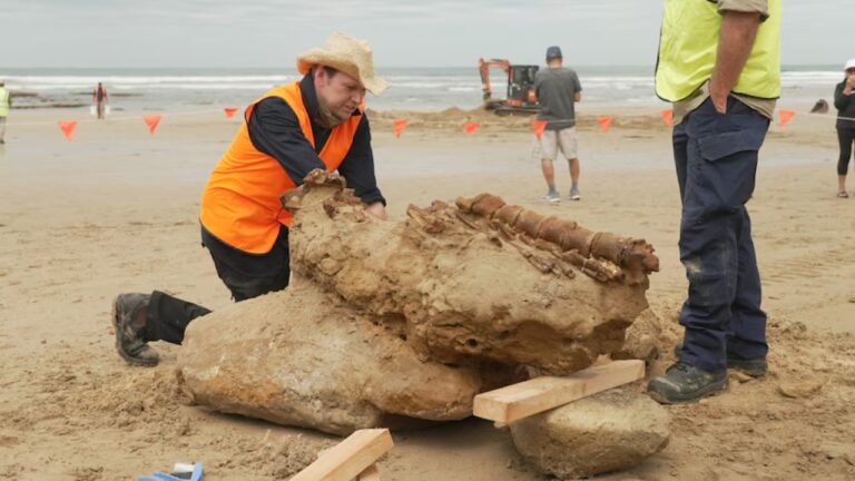 Fóssil de baleia de 20 milhões de anos é descoberto na Austrália