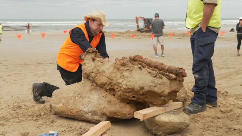 Fóssil de baleia de 20 milhões de anos é descoberto na Austrália