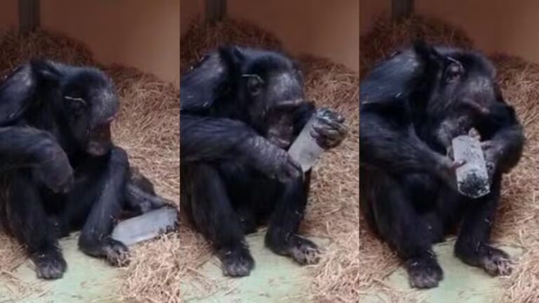 Chimpanzés adoram cristais, o que pode explicar relação dos humanos com essas pedras