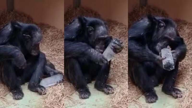Chimpanzés adoram cristais, o que pode explicar relação dos humanos com essas pedras