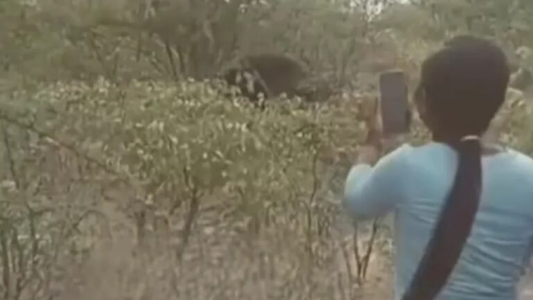 Mulher morre ao tentar tirar foto com elefante na Namíbia