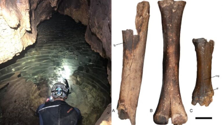 Fósseis de animais da Era do Gelo são descobertos em caverna no Texas