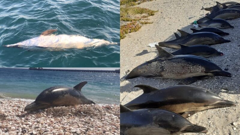 Estudo indica relação entre orcas e encalhes de golfinhos