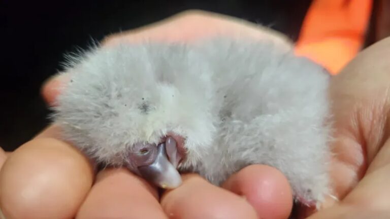 Tiwhiri: nasce na Nova Zelândia o primeiro filhote de kakapo em quatro anos