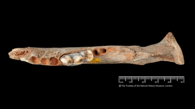 Vínculo entre cães e humanos surgiu há mais de 15 mil anos, diz estudo
