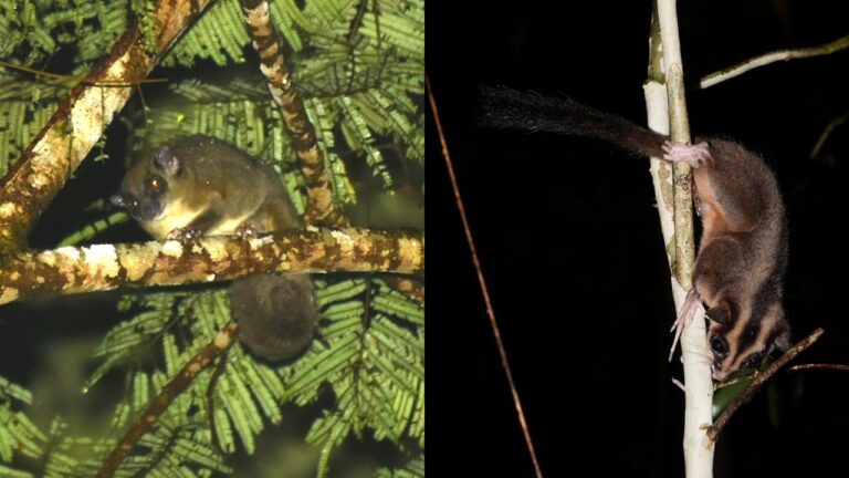 Marsupiais considerados extintos são redescobertos na Nova Guiné