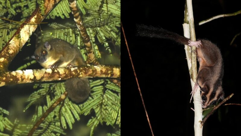 Marsupiais considerados extintos são redescobertos na Nova Guiné