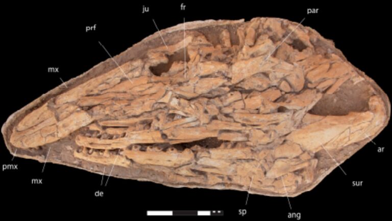 Paleontólogos identificam nova espécie de ‘monstro’ marinho gigante