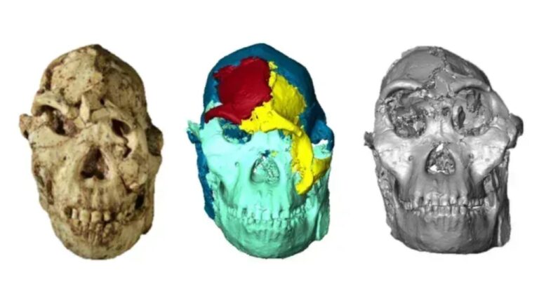Reconstrução digital revela rosto do ancestral ‘Pé Pequeno’