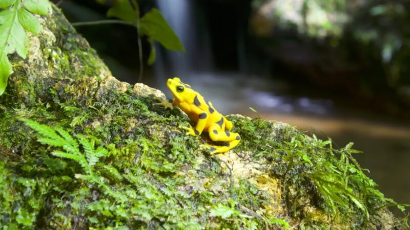 Rãs-douradas são reintroduzidas no Panamá após fungo mortal