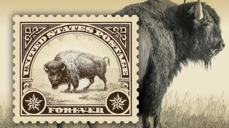 Estados Unidos lançam novo selo postal em homenagem ao bisão