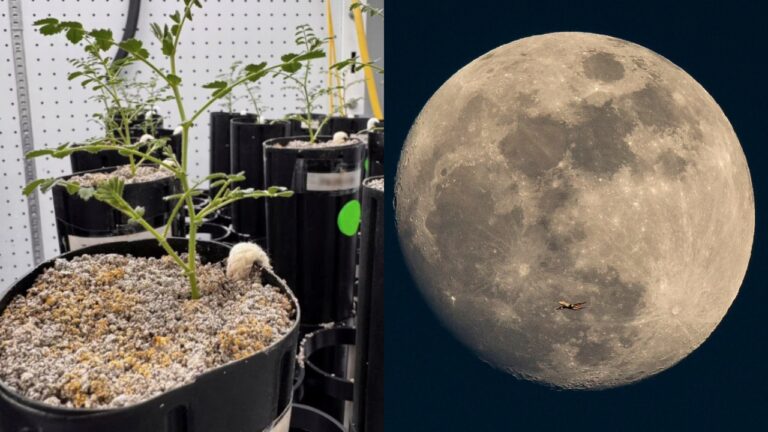 Em novo estudo, cientistas cultivam grão-de-bico em solo ‘lunar’