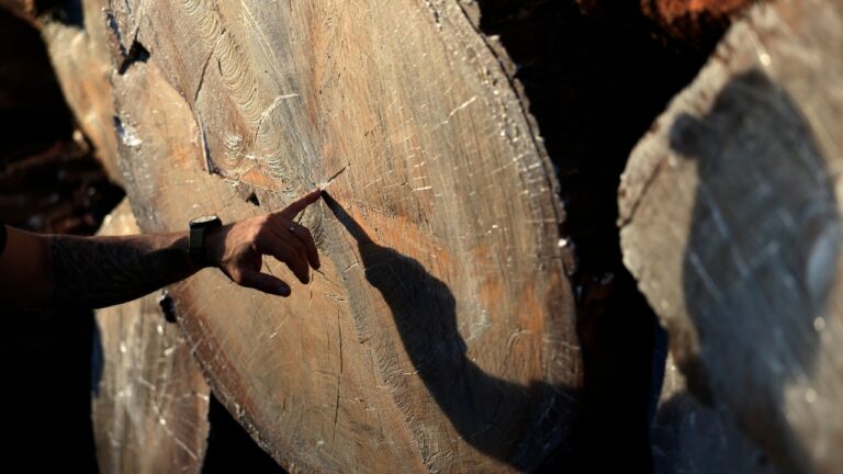 Anéis de árvores ajudaram a rastrear tempestade solar de 800 anos