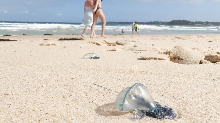 Caravelas-portuguesas encalham em praias dos Estados Unidos