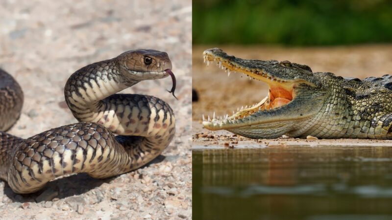 Cobras fronteira capa
