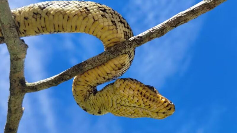 Filhote de espécie mais rara de jiboia é encontrado vivo pela primeira vez