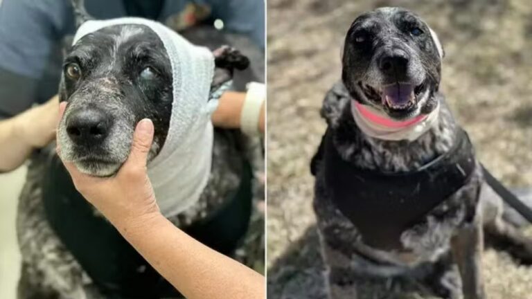 Cadela de 12 anos e parcialmente cega luta contra urso para defender tutores nos EUA