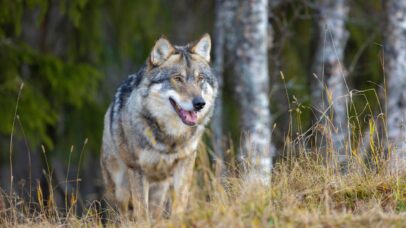 Lobos de Chernobyl podem ter desenvolvido resistência ao câncer