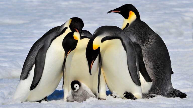 Pinguim-imperador entra para lista de espécies ameaçadas de extinção
