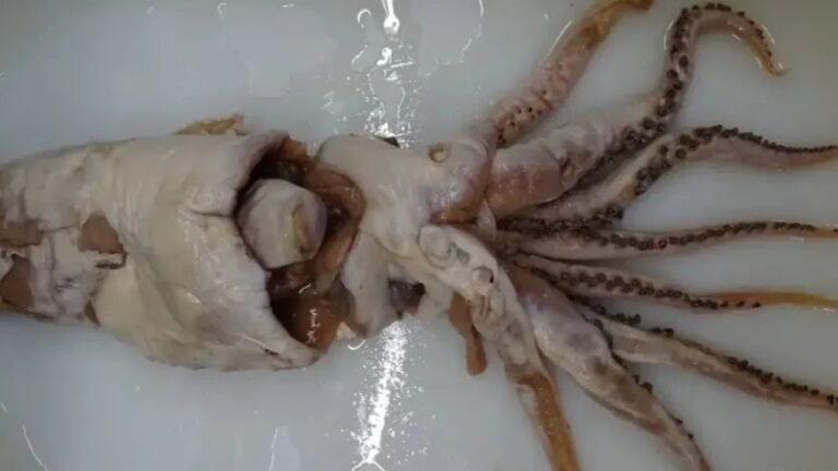 Lula-de-Poseidon: o animal que aparece entre as espécies mais extraordinárias