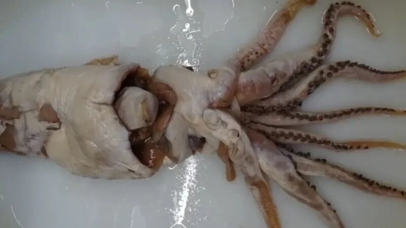Lula-de-Poseidon: o animal que aparece entre as espécies mais extraordinárias