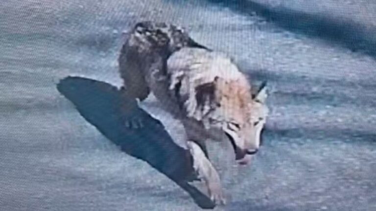Buscas por lobo que fugiu de zoológico mobiliza 300 pessoas na Coreia do Sul
