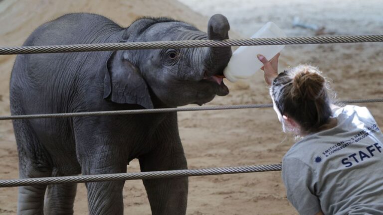 Elefanta encontra amiga após ser rejeitada pela mãe em zoológico nos EUA