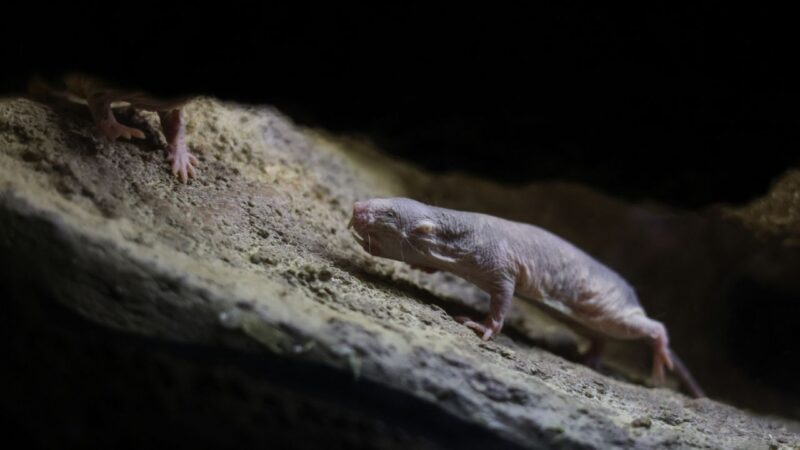 Colônia de ratos-toupeira-pelados surpreende especialistas ao definir nova rainha pacificamente