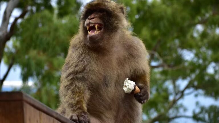 Macacos estão se automedicando para digerir comida dos turistas em ilha