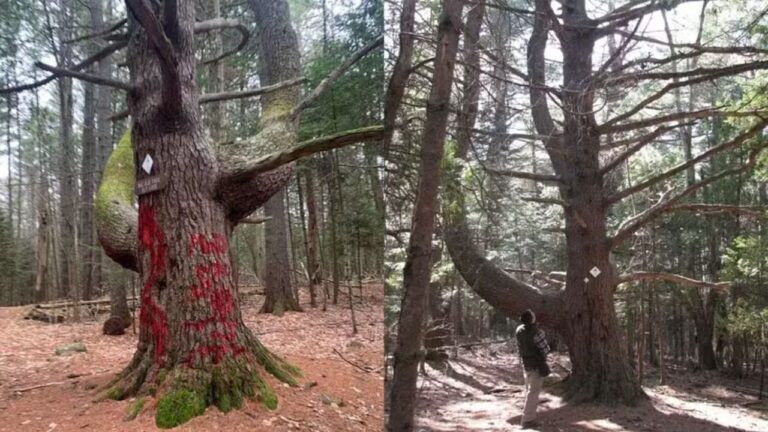 Árvore de 350 anos é pichada nos EUA e caso mobiliza esforço de restauração