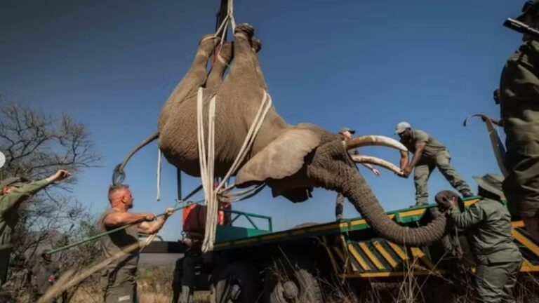 Elefante é devolvido à natureza após mais de 20 anos em cativeiro na África do Sul