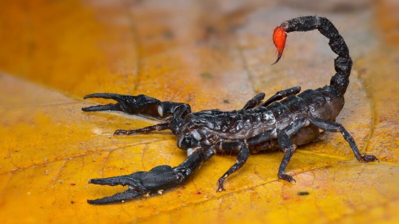 Estudo aponta que ferrão e garras de escorpiões são reforçados com metal