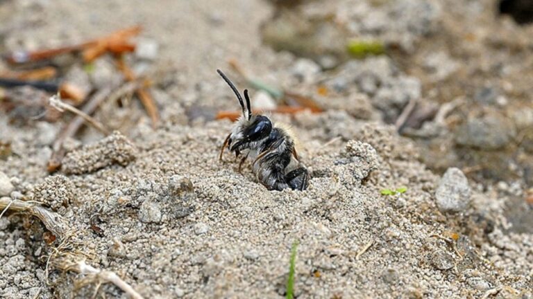 Colônia com mais de 5 milhões de abelhas é encontrada em solo de cemitério