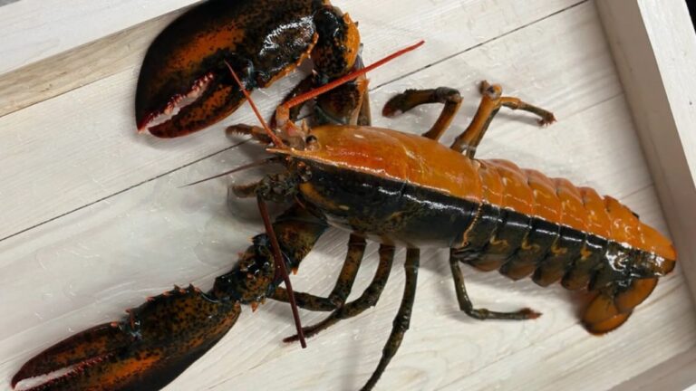 Lagosta bicolor rara é encontrada por embarcação de pesca