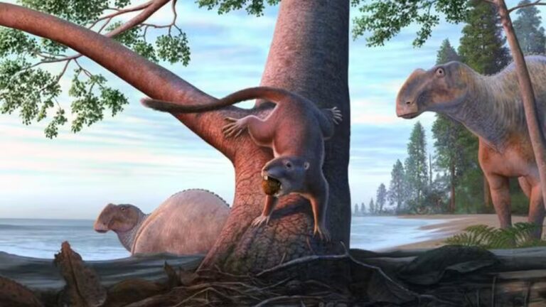 Especialistas descobrem mamífero da era dos dinossauros