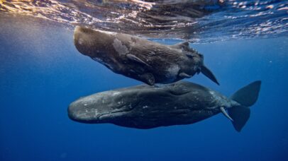 Baleias-cachalote alteram sons de vogais com barcos por perto, diz estudo