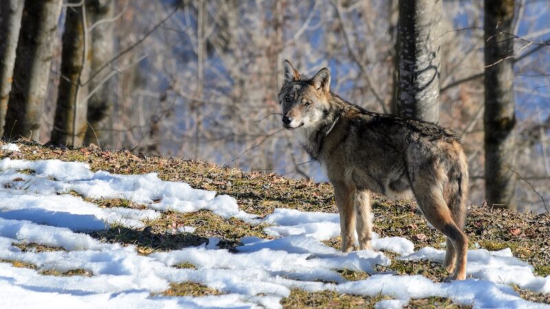 Itália investiga morte de 18 lobos e suspeita de envenenamento em parque