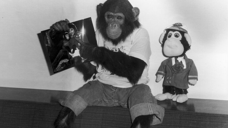 O que aconteceu com Bubbles, o chimpanzé de Michael Jackson?