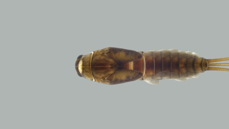 Insetos Mata Atlântica capa