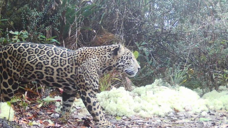‘Jaguar-das-Nuvens’ é avistado em montanhas da Honduras depois de 10 anos