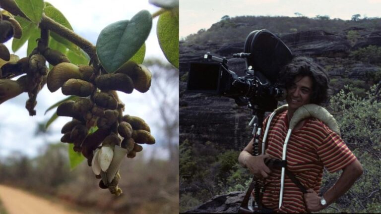 Nova planta da Caatinga é batizada em homenagem a arqueóloga
