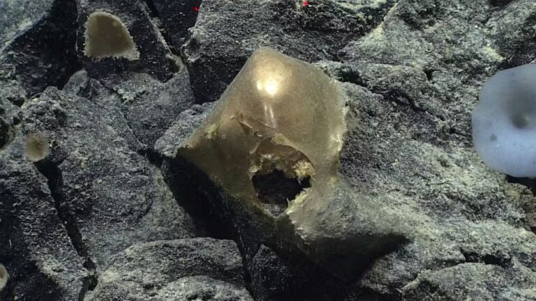 Entenda o que é a esfera dourada encontrada em zona abissal
