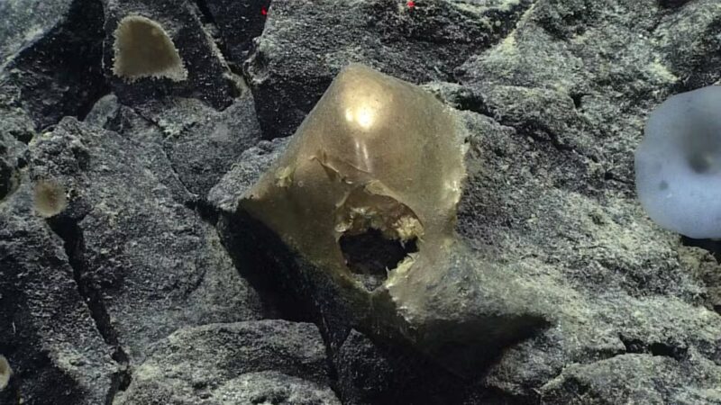 Esfera dourada ainda não identificado na expedição Seascape Alaska 5