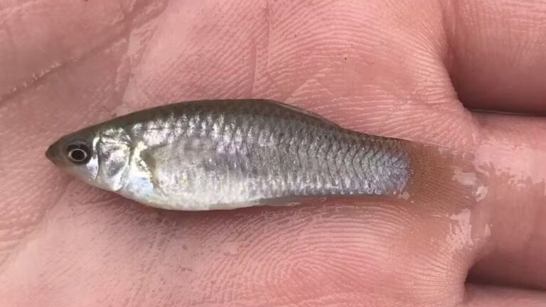 Peixe formado apenas por fêmeas desafia teorias da evolução