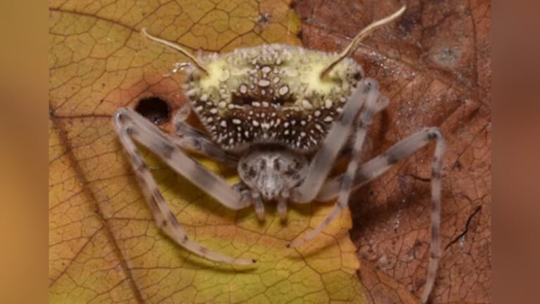 Aranha que imita fungo para escapar de predadores é descoberta na Amazônia