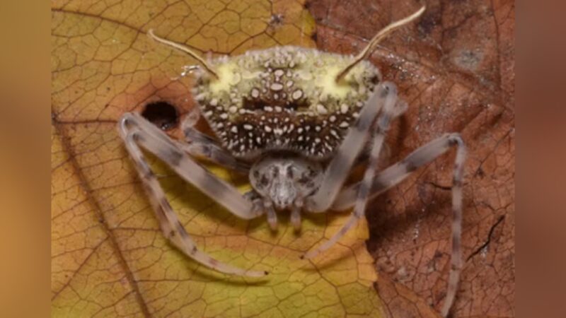 Aranha que imita fungo para escapar de predadores é descoberta na Amazônia
