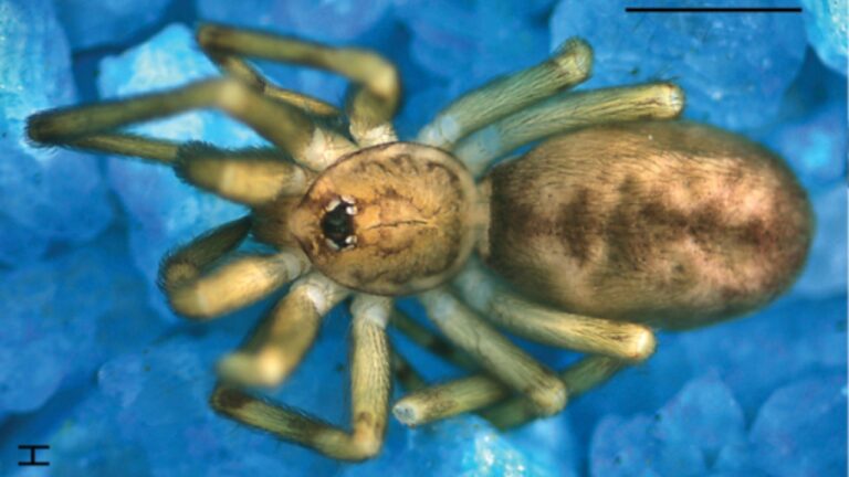 Nova aranha descoberta na Colômbia é nomeada em homenagem ao Pink Floyd