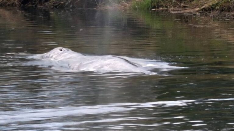 Baleia-cinzenta se perde e é encontrada morta em rio nos EUA